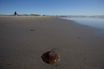 USA NATURE LIONS MANE JELLYFISH