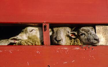 Live Export of Sheep, Brightlingsea, Essex, England, UK, GB.