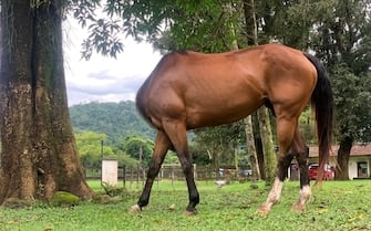 The Comedy Pet Photography Awards 2024
David Kertzman
Rio de Janeiro
Brazil
Title: What am I thinking ?
Description: A little shake of the head and... where is everyone? I was lucky enough to click at the exact moment the head disappeared.
Animal: Horse
Location of shot: XerÃ©m - Rio de Janeiro