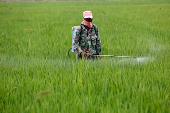 epa10861433 A farmer sprays pesticide to deter pests and prevent crop failure, at a rice field in Aceh Besar, Indonesia, 15 September 2023. The Indonesian Central Statistics Agency (BPS) released a statement predicting a domestic rice deficit of 0.09 million tons in September and 0.27 million tons in October 2023, due to a decrease in rice production caused by  weather anomalies.  EPA/HOTLI SIMANJUNTAK