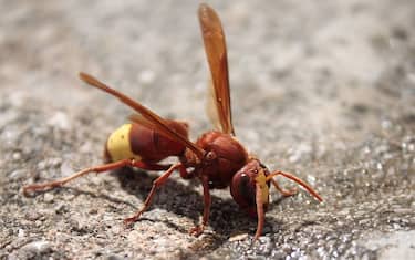 La vespa orientalis e cabro 