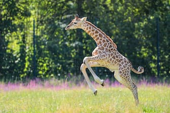 GERMANY ANIMALS GIRRAFE BERLIN TIERPARK ZOO