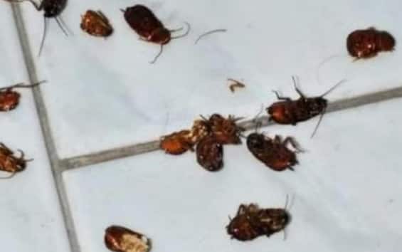 Roma, invasione di blatte volanti: specie americana arrivata con anticipo di caldo estivo Roma, invasione di blatte volanti: specie americana arrivata con anticipo di caldo estivo