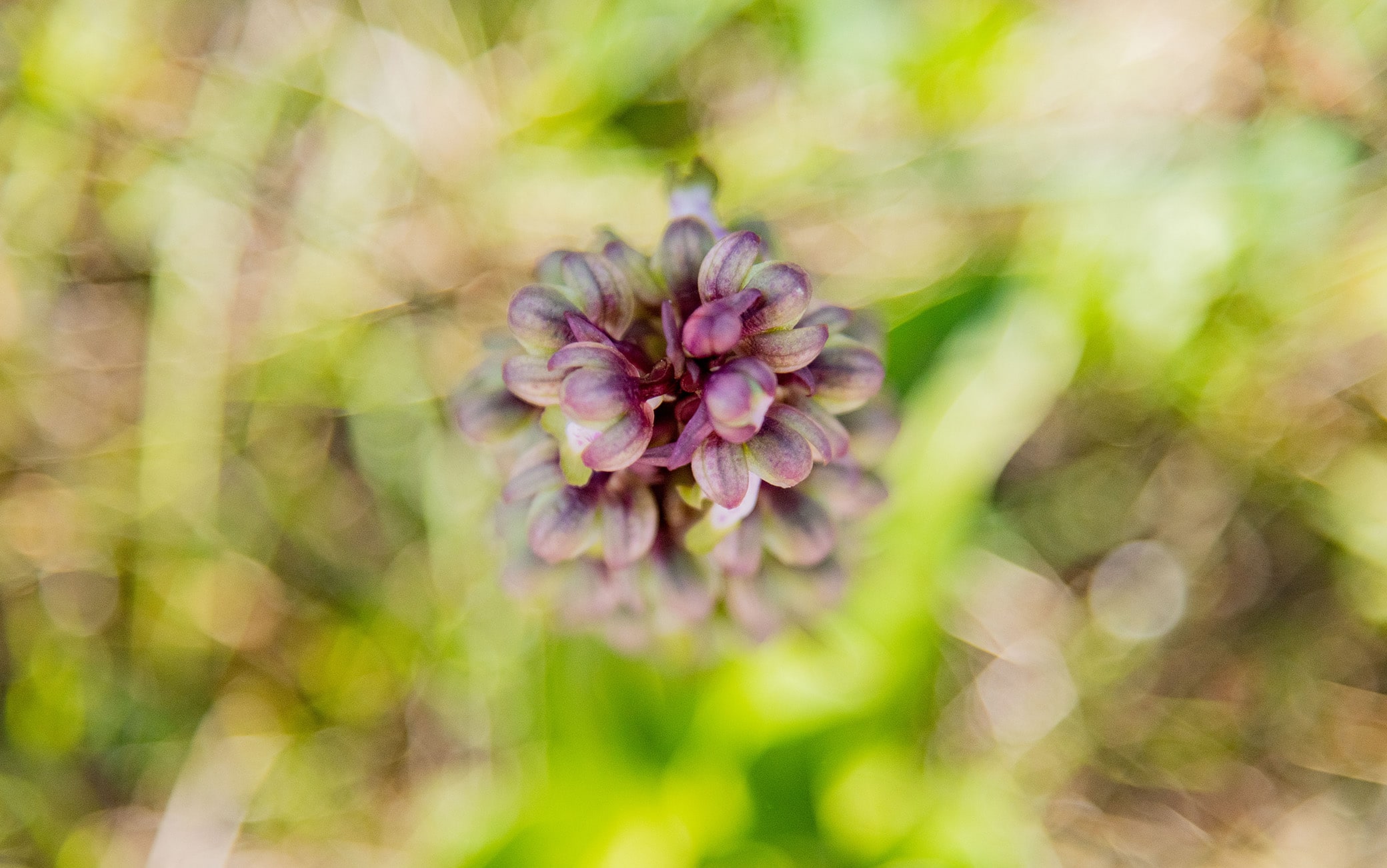 Orchidea selvatica