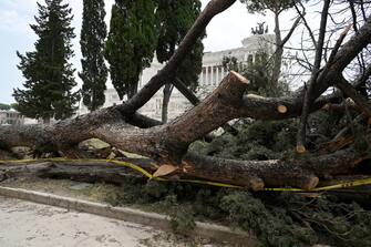 Il pino secolare crollato in piazza San Marco, adiacente a piazza Venezia a Roma, 13 luglio 2023.  ANSA/ETTORE FERRARI  (albero, alberi, pini, caduto, caduti)