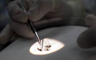 west nile virus