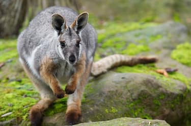 A wallaby is pictured, on November 13, 2014, at the zoo, in Mulhouse, eastern France. AFP PHOTO /SEBASTIEN BOZON        (Photo credit should read SEBASTIEN BOZON/AFP via Getty Images)