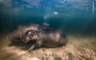 ippopotami nella foto di Mike Korostelev