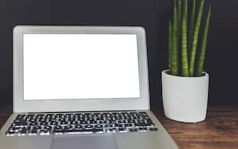 laptop computer with blank white display and potted succulent plant on wooden desk against dark background