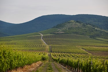 Tokaj e la cantina Rákóczi 