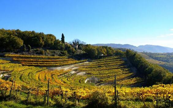 Vino: Valpolicella sempre più green, +12% superfici 'RRR' | Sky TG24