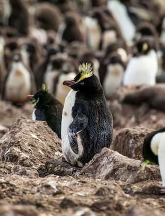 erect-crested penguin (Eudyptes sclateri), vagrant in a rockhopper penguin colony on the Flakland Islands
