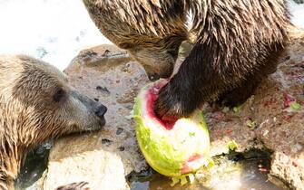 Bioparco, cibo fresco per gli animali contro il caldo