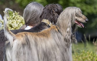 The Comedy Pet Photography Awards 2023
Klaus-Peter Selzer
66763 Dillingen
Germany

Title: The three Greys
Description: Karin and her two dogs. Don't they all look almost the same? ...
Animal: Afghan Windhounds
Location of shot: Landstuhl, Germany