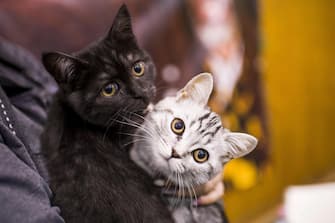 epa06224883 British cats are hold by their owner during an international cat show organized by the HungaroCat Association in Eger, Hungary, 24 September 2017.  EPA/Peter Komka HUNGARY OUT