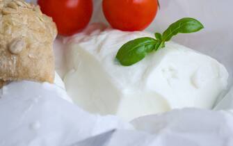 Italian cheese - stracchino with basel leaves. Closeup Cherry tomatoes in the background.