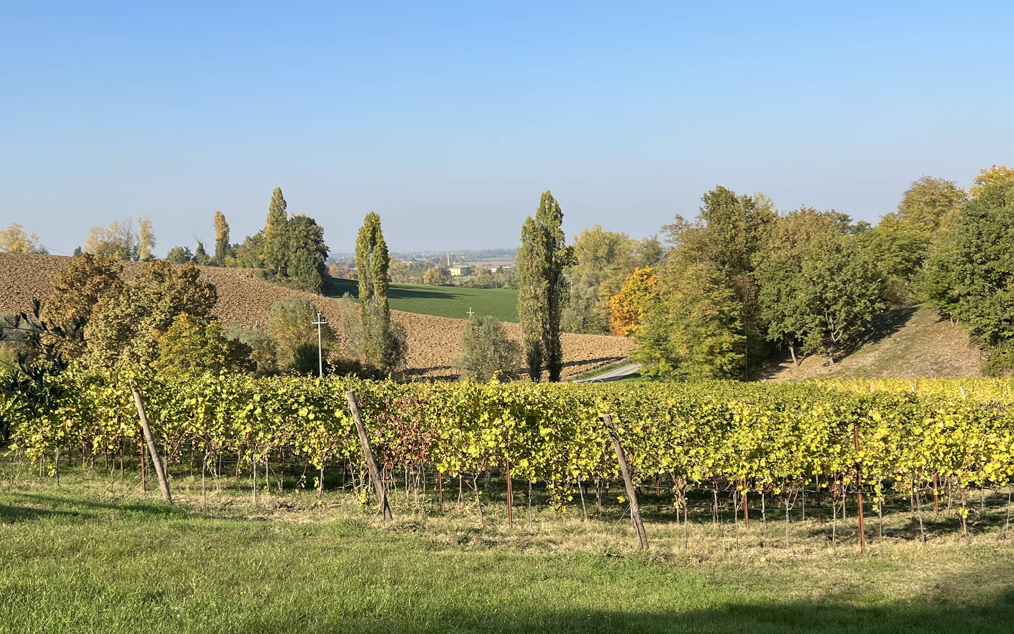 Una parte del vigneto di Marcello Ceci a Langhirano, Parma