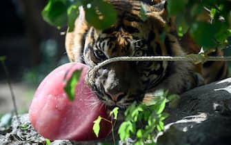 Una tigre con un ghiacciolo al Bioparco di Roma