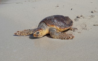 epa08458522 A handout photo made available by the Department of the Environment and Territory of the Balearic Islands' regional government shows one of three rescued loggerhead sea turtles (Caretta caretta) as it heads back into the water at the Es Trenc-Salobrar de Campos Natural Park in the south of the island of Mallorca, Spain, 01 June 2020. The three turtles, which were found at sea suffering from various pathologies, were cared for by professional veterinarians until they fully recovered before being released back into the wild.  EPA/BALEARIC ISLANDS DEPARTMENT OF THE ENVIRONMENT HANDOUT  HANDOUT EDITORIAL USE ONLY/NO SALES