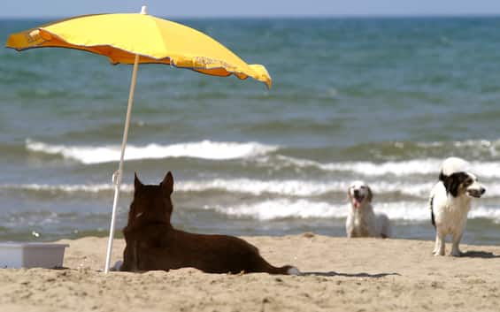 Vacanze, estate al mare con il proprio cane: ecco come comportarsi e le regole da seguire