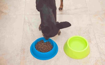 High angle view of a black dog eating from his bowl