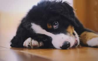 Bernese Mountain dog puppy lying on the floor at home