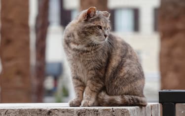 Gli effetti del caldo sui gatti