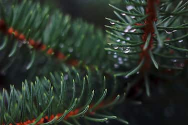 blue fir branch with water drops close up. Merry Christmas and Happy Holidays greeting card, frame, banner. New Year.
