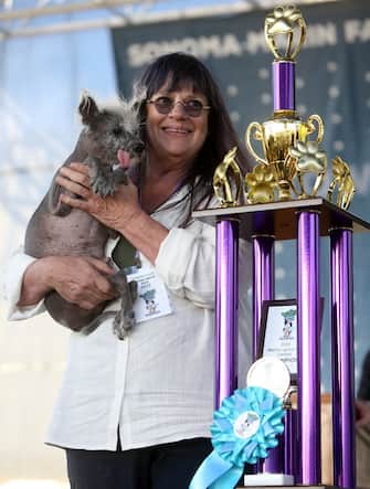 Lookin ruff! The World's Ugliest Dog Contest at the Sonoma-Marin Fair in Petaluma, California. Ugly mutts flocked to the annual competition vying to be recognized as the most unconventionally beautiful. The event celebrates all dogs and encourages adoption of those who may be overlooked because of their looks. A Chinese Crested pup called Scooted won the competition, with Wild Thang coming a close second. Harold Bartholomew took home 3rd prize and the spirit award. Some of the crowd held up supportive signs for their favorite mutts and a few were spotted wearing ugly dog contest t-shirts and shouting encouragement.



Pictured: scooter,linda elmquist

Ref: SPL8521919 230623 NON-EXCLUSIVE

Picture by: SplashNews.com



Splash News and Pictures

USA: 310-525-5808
UK: 020 8126 1009

eamteam@shutterstock.com



World Rights,