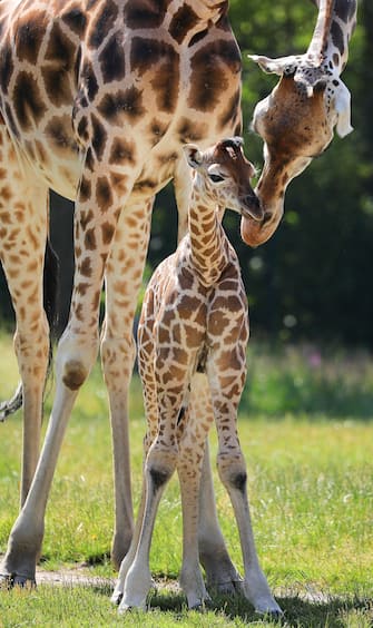 GERMANY ANIMALS GIRRAFE BERLIN TIERPARK ZOO