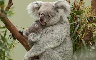 koala in a zoo