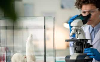 Researcher studying antibodies in microscope while making experiment with mice
