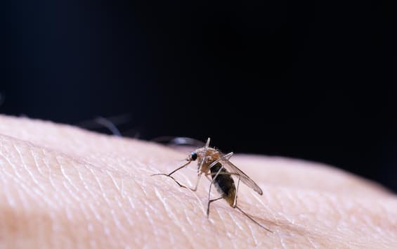 West Nile, altri 2 casi a Trento e nel Biellese