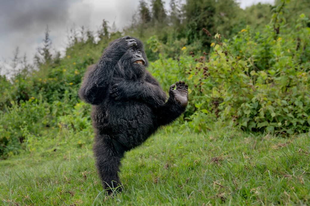 ©Mark Meth-Cohn / Nikon Comedy Wildlife Awards