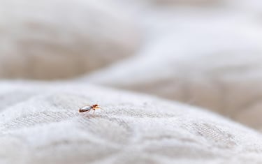 Bed Bug On A White Mattress