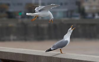 epa09657755 A man uses his umbrella to protect himself from wind and rain next to two seagulls as he walk by the seaside in A Coruna, northwestern Spain, 27 December 2021. Spanish Weather Agency issued an orange alert for bad weather in A Coruna's coast.  EPA/Cabalar