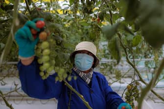 epa10483349 A woman picks cherry tomatoes in a greenhouse in the Jingdong Agricultural Technology Park, which produces over 5,000 tons of fruits and vegetables, 5 million seedlings, during the organised media tour in Suqian, China, 22 February 2023. Chinese coastal province of Jiangsu, home to many of the world's leading exporters of electronic equipment, chemicals, and textiles, which holds a tenth of China's GDP, was listed as the world's most climate-vulnerable region. According to data published on Monday by XDI, Jiangsu province is first placed, followed by Shandong and Hebei steel production provinces, and Henan's flood-prone province at fourth.  EPA/ALEX PLAVEVSKI