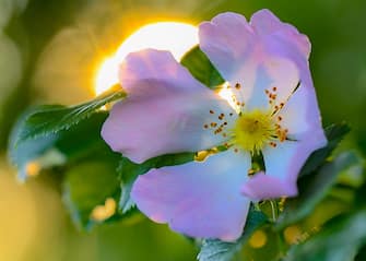 02 June 2022, Brandenburg, Sieversdorf: In the late light of the evening sun, a dog rose (Rosa canina) blooms at the edge of a forest. People in Berlin and Brandenburg can prepare for a mostly friendly Whitsun weekend. In addition to a lot of sun, however, there will also be showers and thunderstorms, according to the German Weather Service (DWD) in Potsdam. Photo: Patrick Pleul/dpa (Photo by Patrick Pleul/picture alliance via Getty Images)