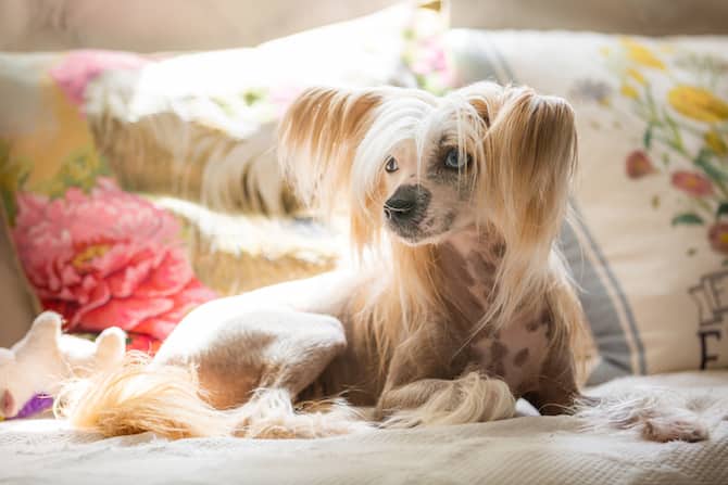 Pomeridiano O Di Razza Canina Per La Doccia in PET Siede Su Un Tavolo Di  Legno E Asciuga I Capelli Di Cane Con Panno Assorbente Bl Immagine Stock -  Immagine di igiene