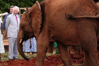 NAIROBI, KENYA - NOVEMBER 1: Queen Camilla and King Charles III watch the elephants during a visit to Sheldrick Wildlife Trust Elephant Orphanage in Nairobi National Park, to learn about the trust's work in the conservation and preservation of wildlife and protected areas across Kenya, on day two of the state visit to Kenya on November 1, 2023 in Nairobi, Kenya. King Charles III and Queen Camilla are visiting Kenya for four days at the invitation of Kenyan President William Ruto, to celebrate the relationship between the two countries. The visit comes as Kenya prepares to commemorate 60 years of independence. (Photo by Pool - Victoria Jones/Getty Images)