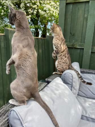 The Comedy Pet Photography Awards 2024
Emma Beardsmore
Penkridge
United Kingdom
Title: Nosey Neighbours
Description: These are my 2 cats during Covid Lockdown. They are spying on the neighbours who are breaking rules!!  'Lets act like Meerkats; they'll never know its us'
Animal: Bluebell who is a Tonkinese & Simba, a snowbengal
Location of shot: in my back garden