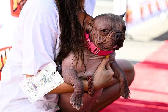 Usa, bulldog francese Petunia vince titolo 'cane più brutto del mondo
