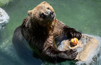 Un orso bruno si rinfresca con un ghiacciolo di frutta nella piscina del BioParco di Roma, Italia, 19 luglio 2023.
A brown bear refreshes with an ice fruits in the BioParco zoo pool in Rome, Italy, 19 July 2023. ANSA/RICCARDO ANTIMIANI