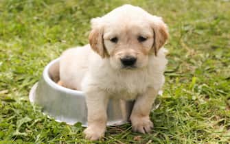 Cucciolo di cane