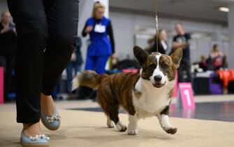 epa10957347 A dog is presented during the International Dog Show 2023 at the Poznan International Fair in Poznan, Poland, 04 November 2023. Dog lovers and enthusiasts, during the three day event, can enjoy showcasing 250 dog breeds and also explore stands presenting numerous accessories for dogs.  EPA/JAKUB KACZMARCZYK POLAND OUT