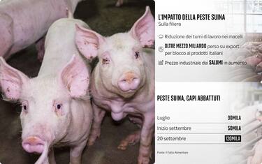 Peste suina: aumentano i capi abbattuti
