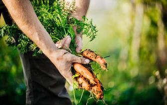 A close up of a farmer harvesting some organic carrots from a small, independant urban crop.