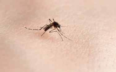 Carry dengue virus mosquito on human skin background close up view