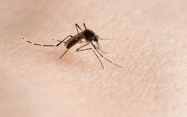 Carry dengue virus mosquito on human skin background close up view