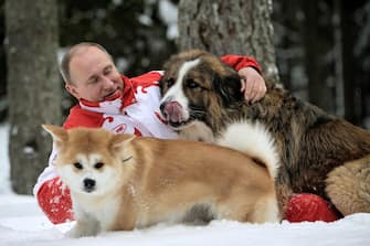epa03672646 Russin President Vladimir Putin plays with his dogs 'Buffy' (R) and 'Yume' (L) at his countryside residence Novo-Ogariovo, outside Moscow, Russia, 24 March 2013. Bulgarian shepherd dog 'Buffy' was presented to Putin by his Bulgarian counterpart Boyko Borisov whilke the Japanese Akito Inu dog 'Yume' (translated as Dream) was sent him as a gratitude gift of the Japanese Akita Prefecture for Russia's help during the 2011 earthquake and tsunami.  EPA/ALEXEY DRUZHINYN /RIA NOVOSTI / KREMLIN POOL   CORRECTING DATE